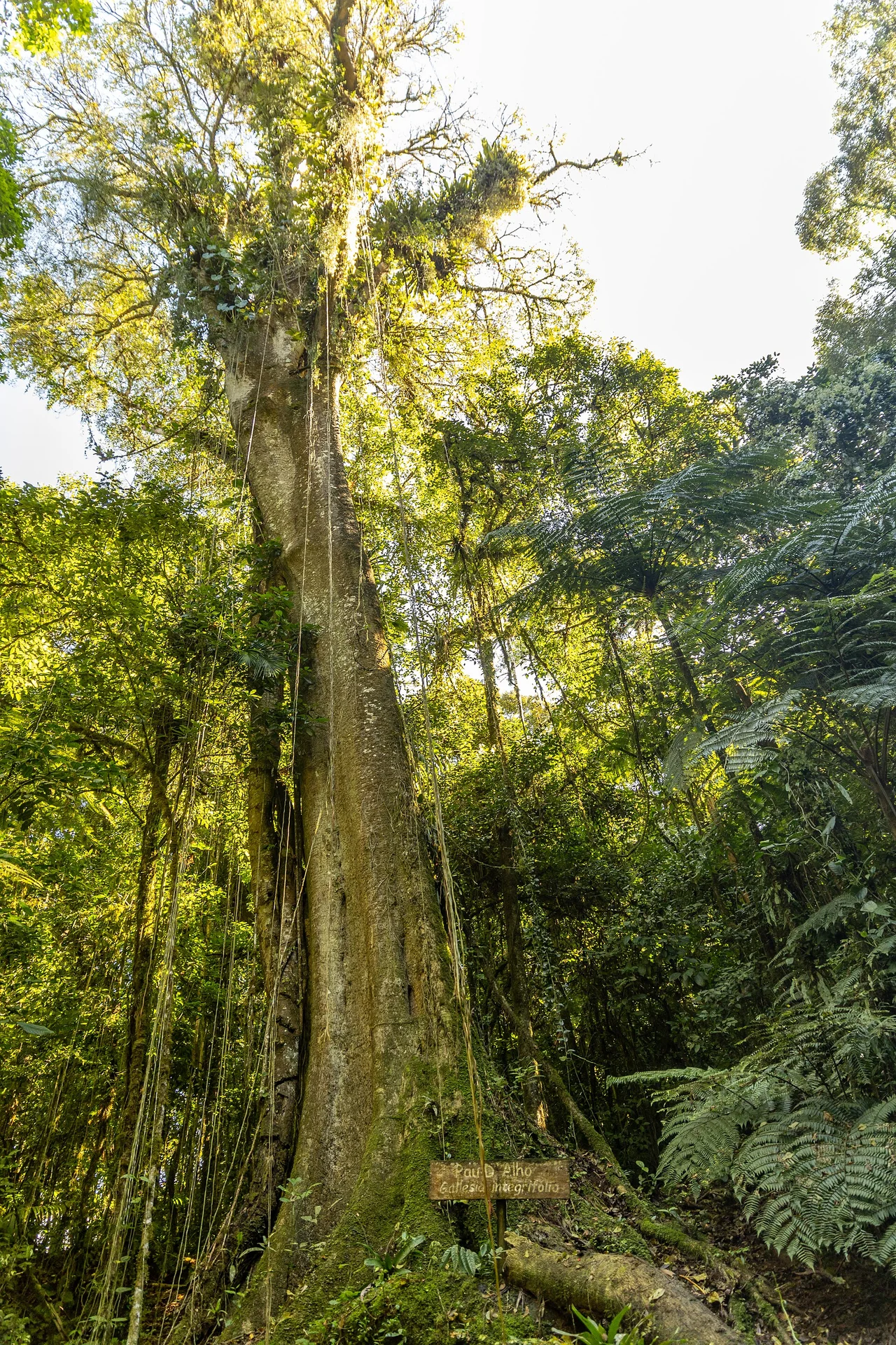 Gallesia integrifolia