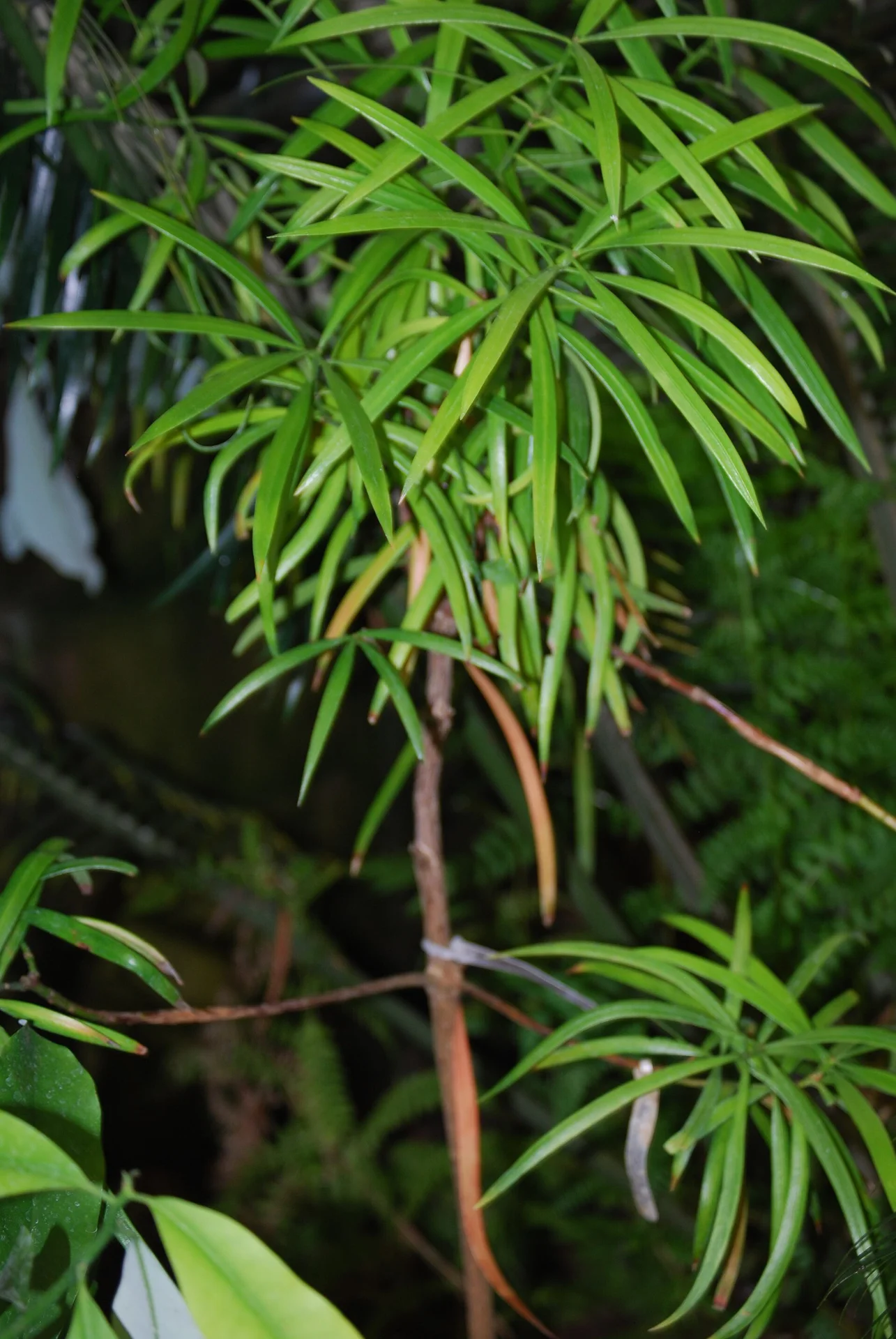 Austrotaxus