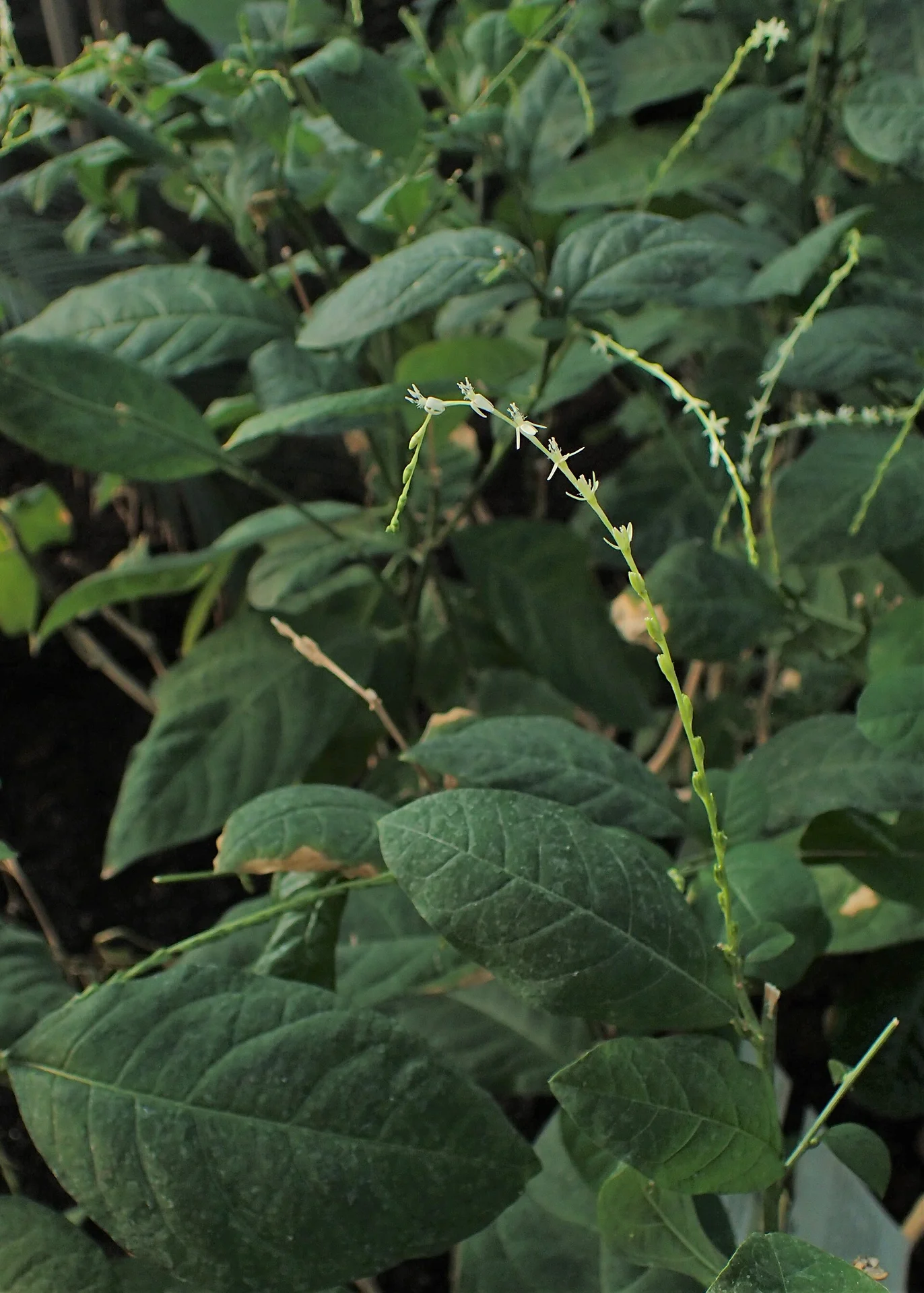 Petiveria alliacea a. var. alliacea