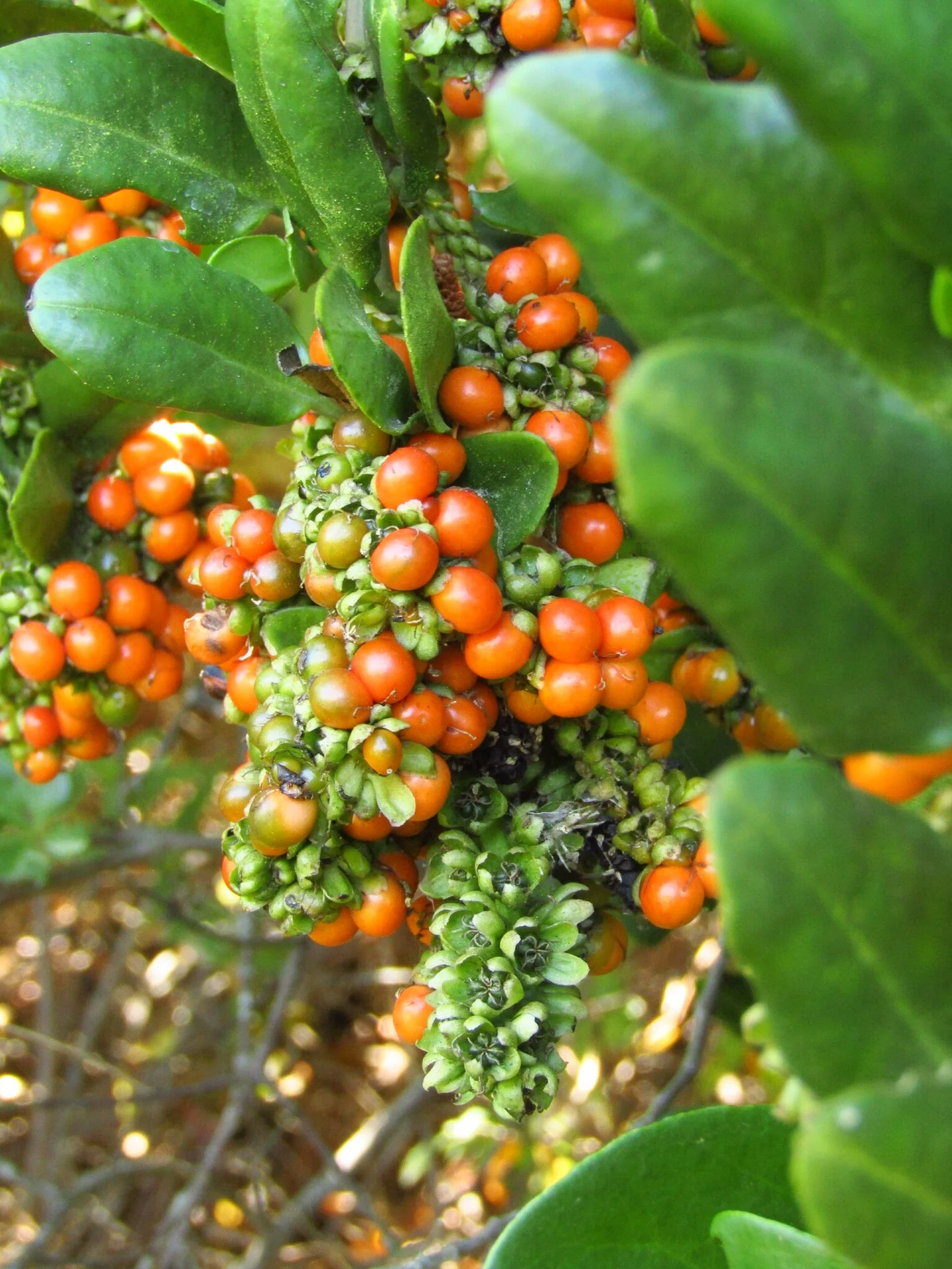 Ercilla