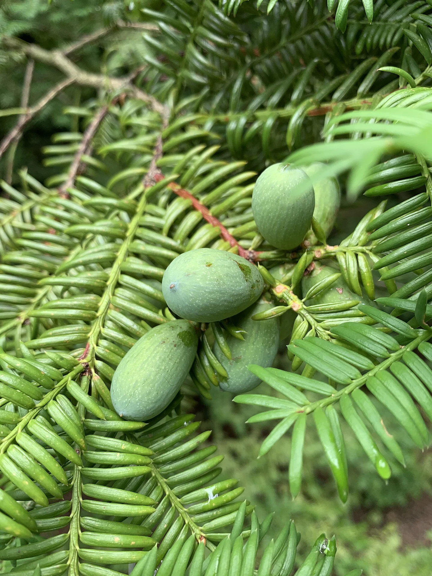 Torreya nucifera