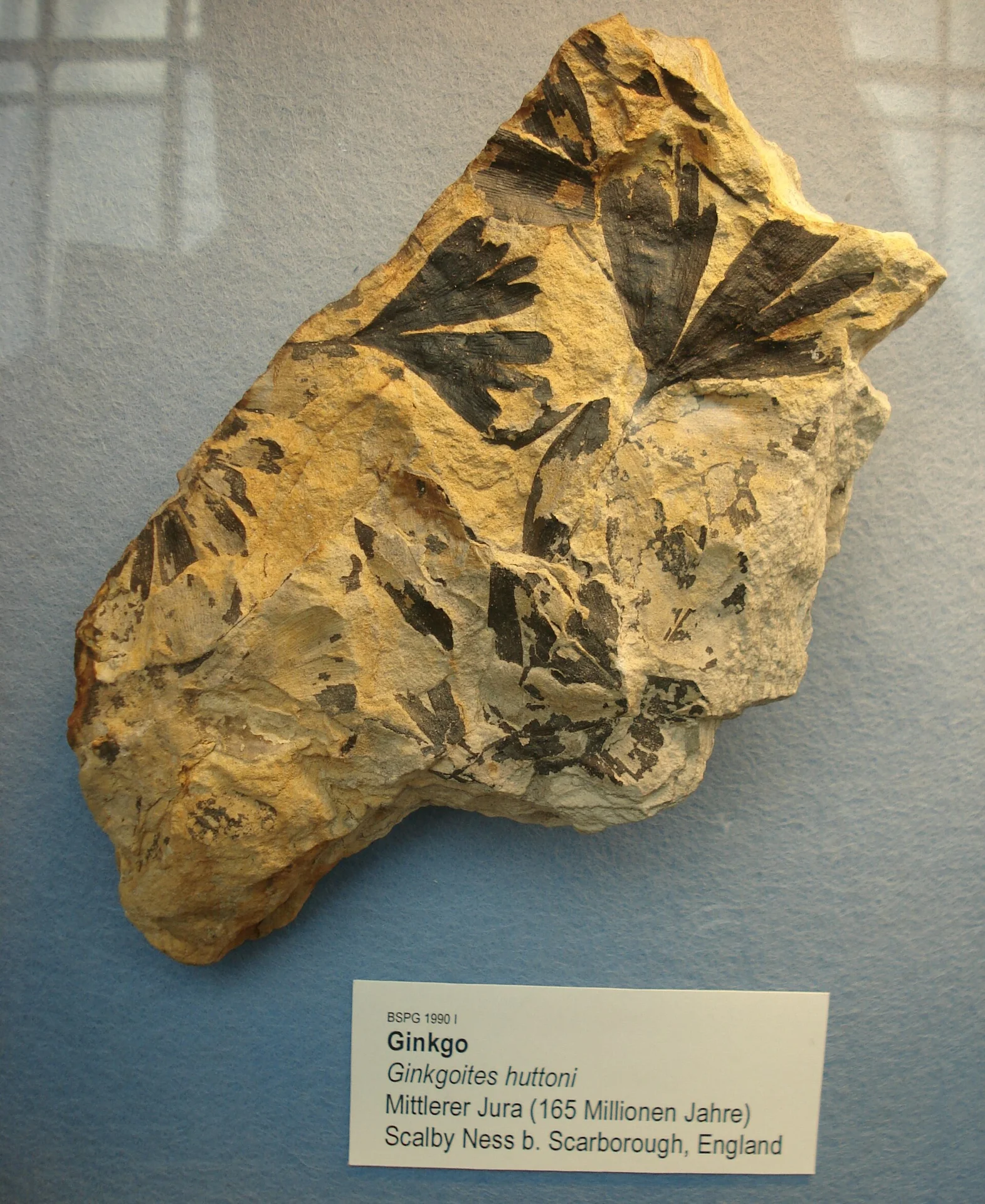 Ginkgoites