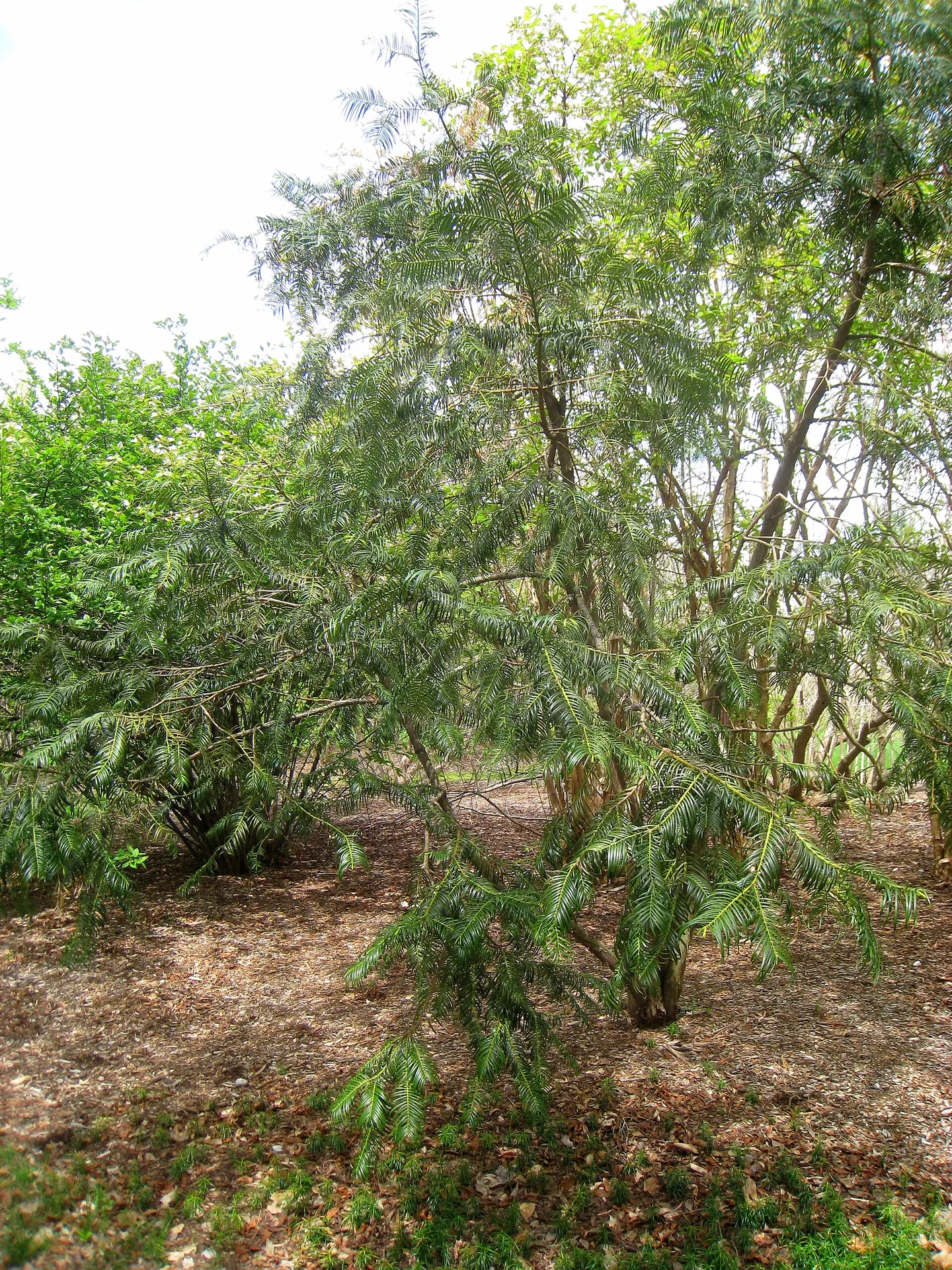 Cephalotaxus fortunei