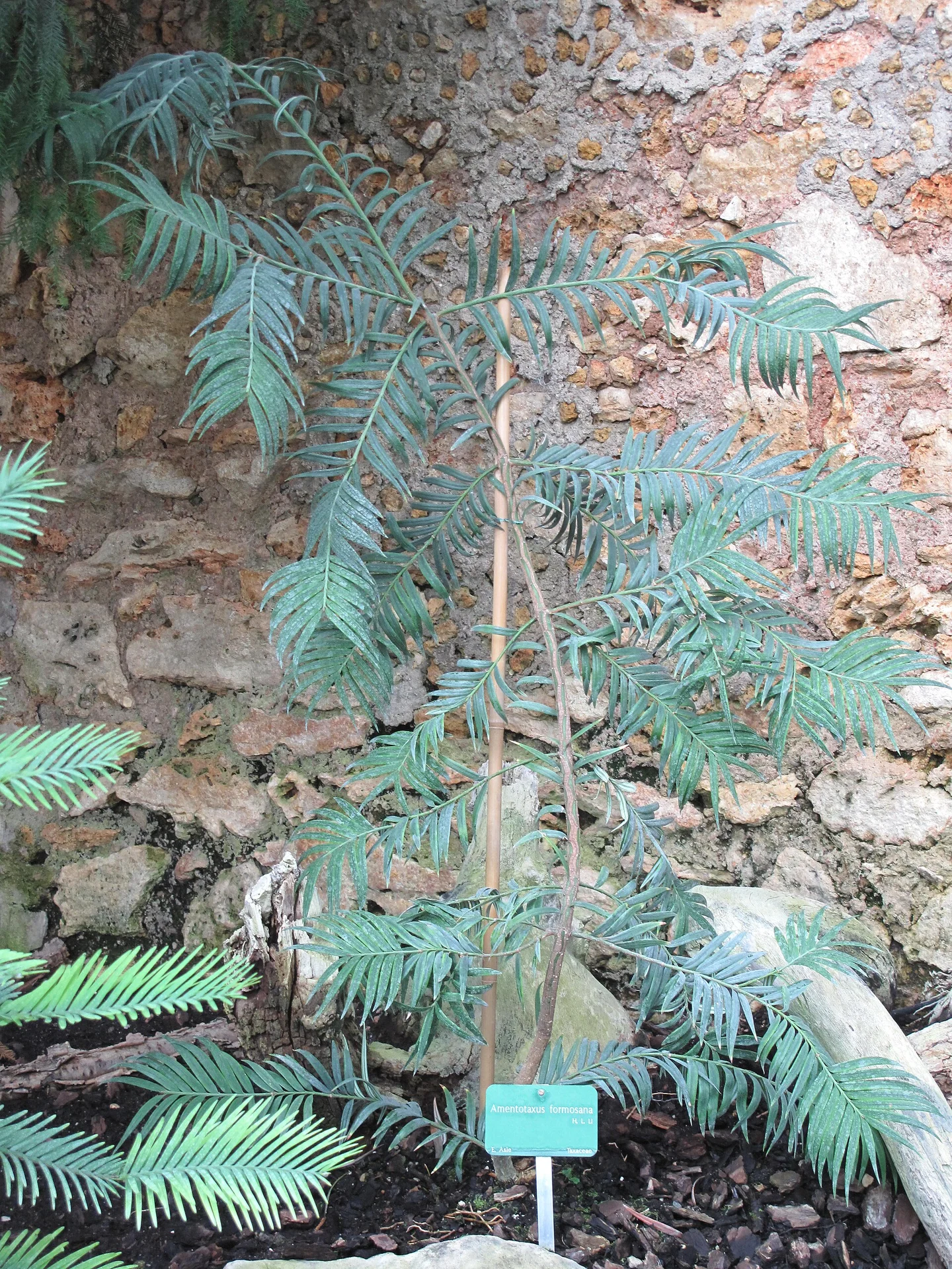 Amentotaxus formosana