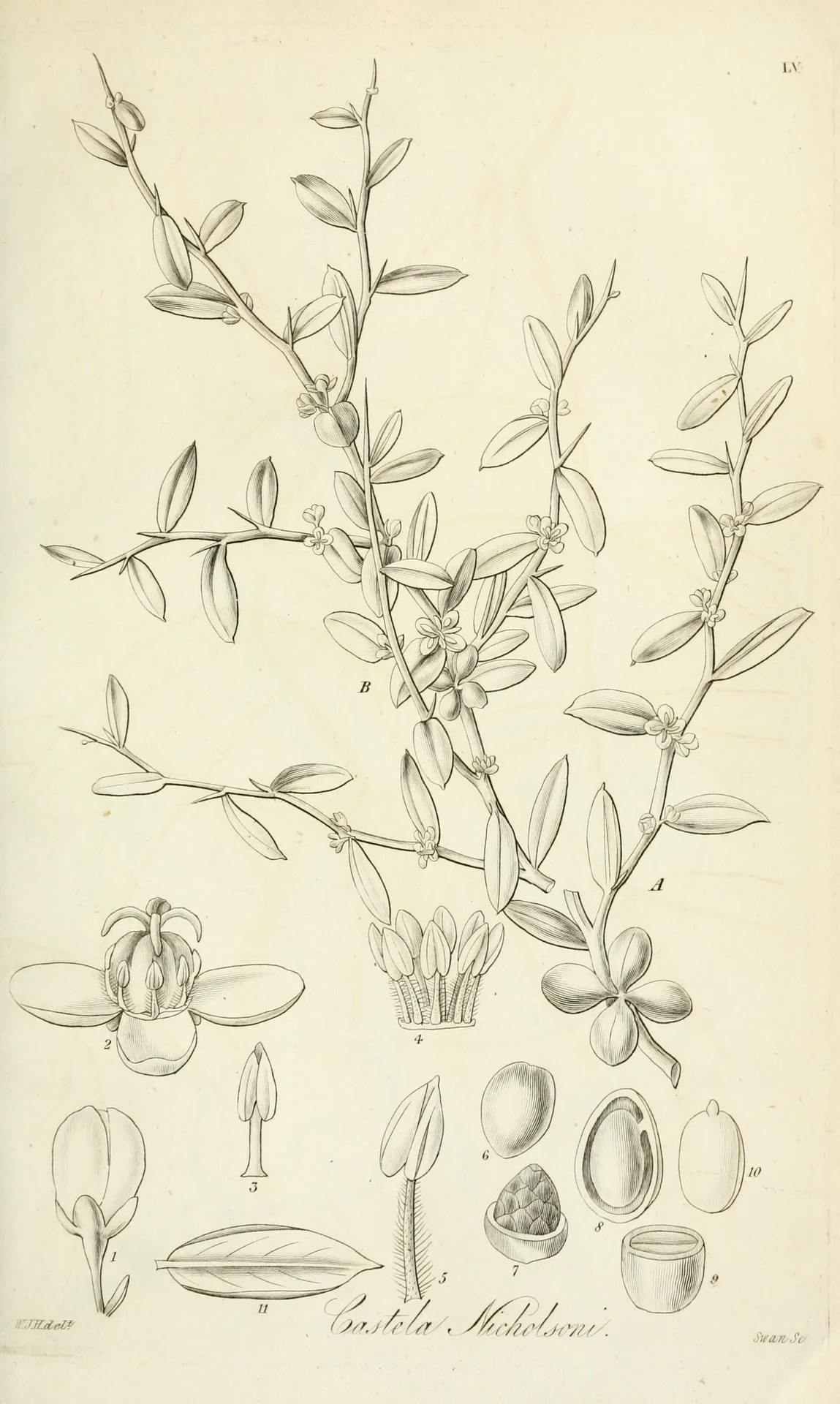 Castela erecta