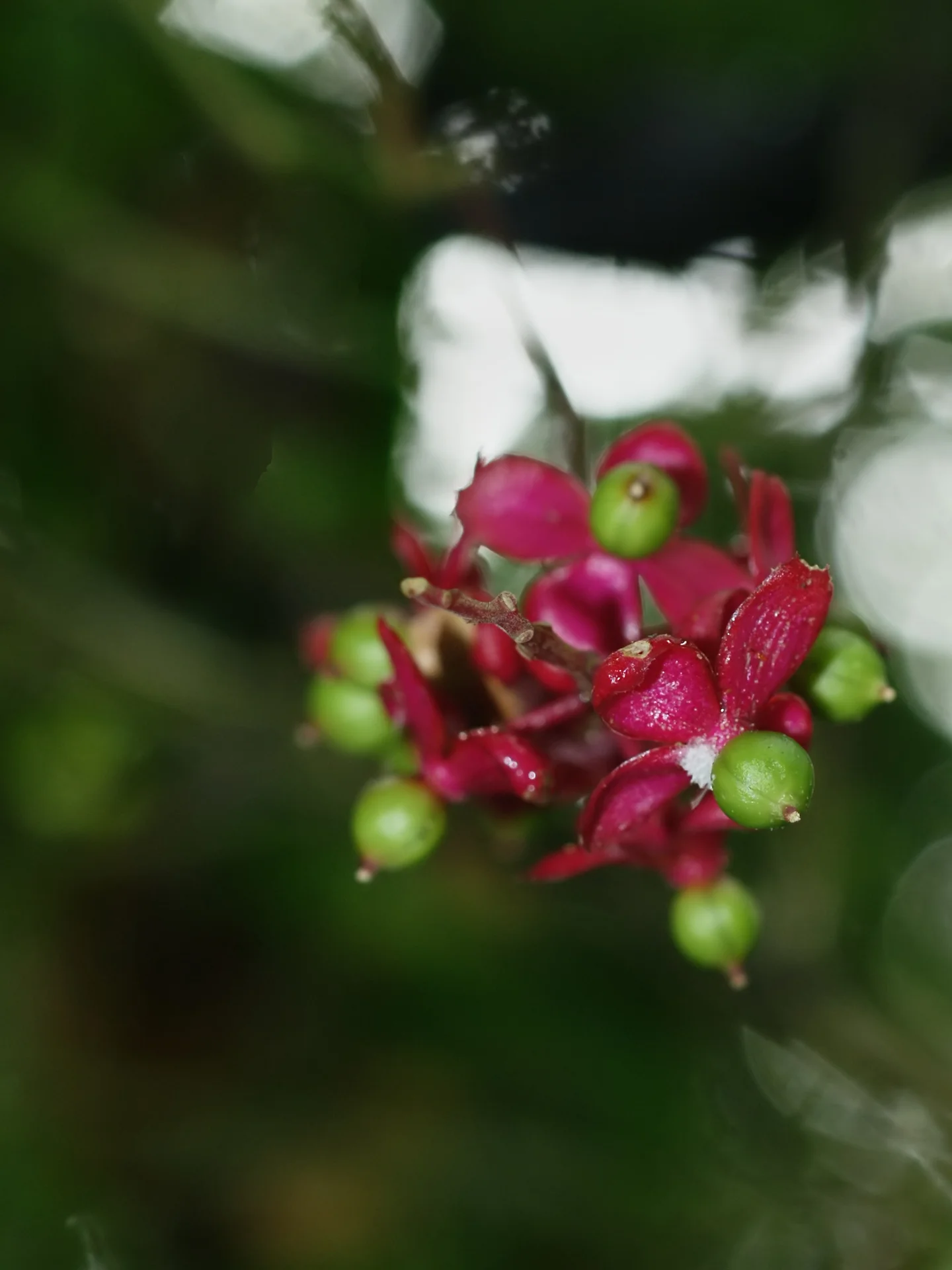 Trichostigma polyandrum