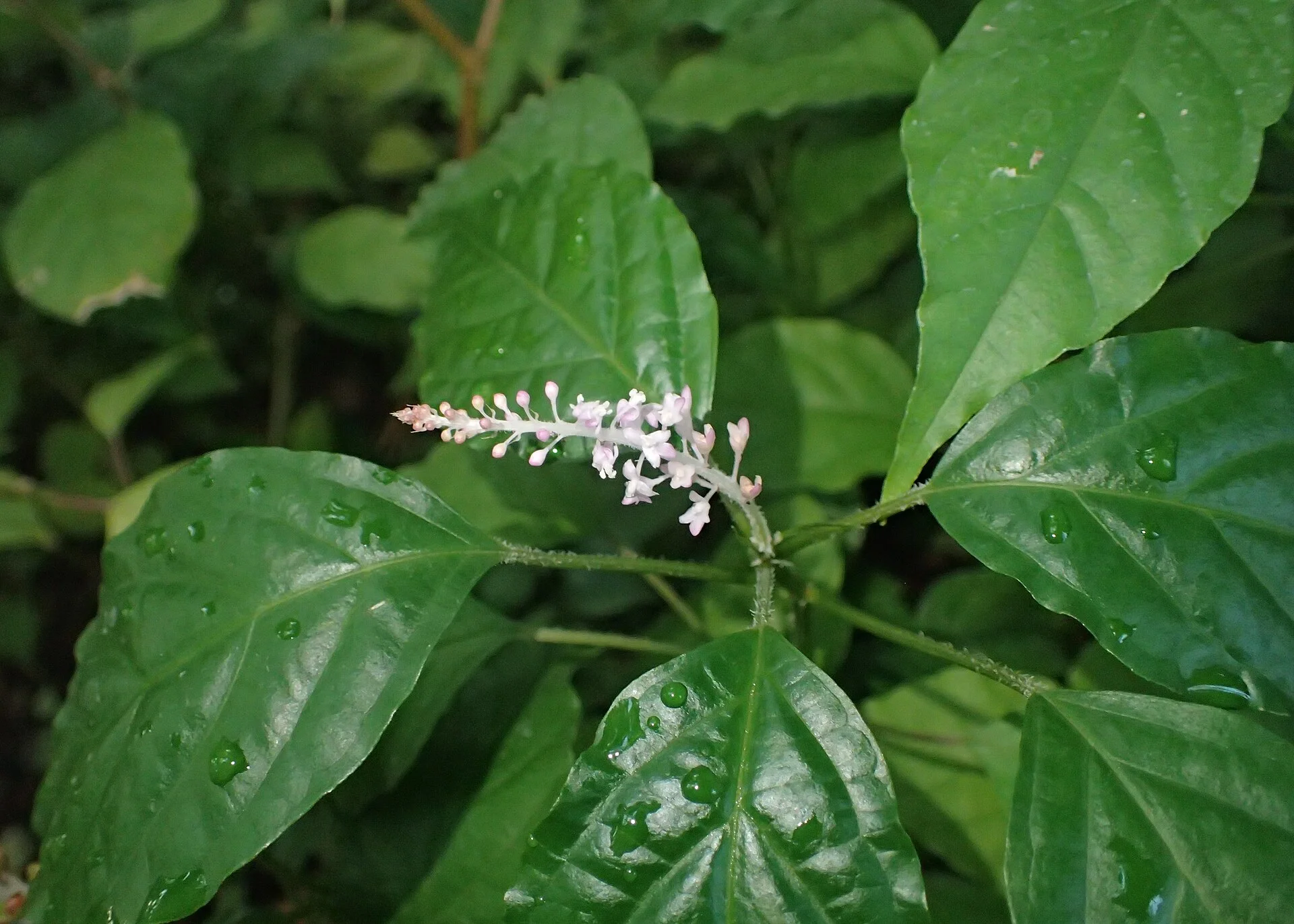 Hilleria latifolia