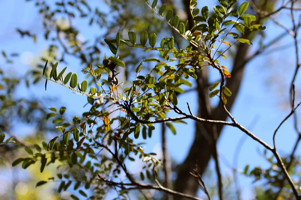 Alvaradoa haitiensis