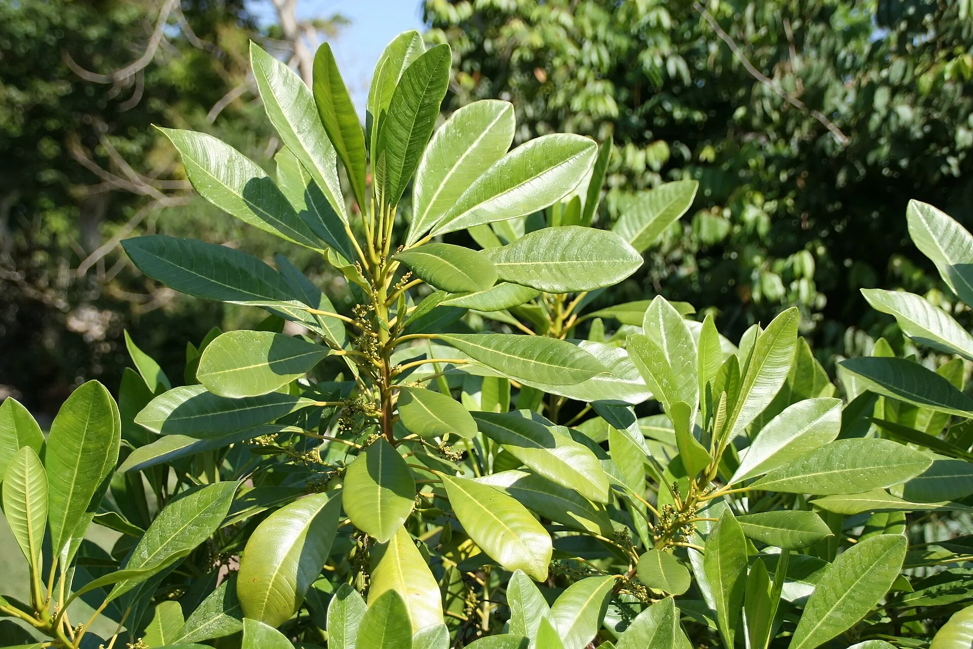 Soulamea amara
