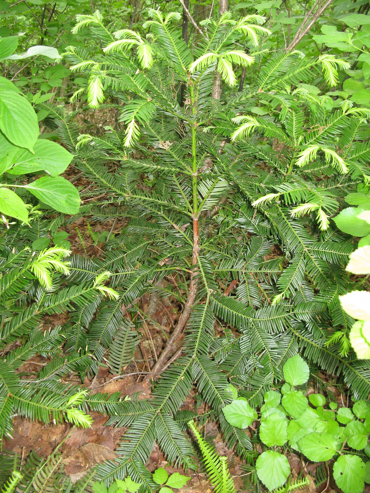 Cephalotaxus harringtonia var. nana