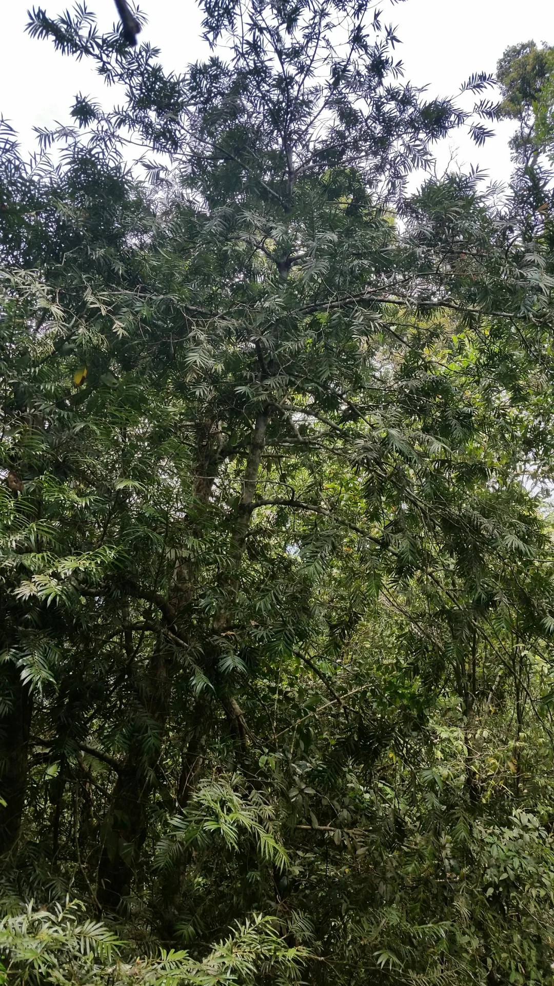 Amentotaxus poilanei