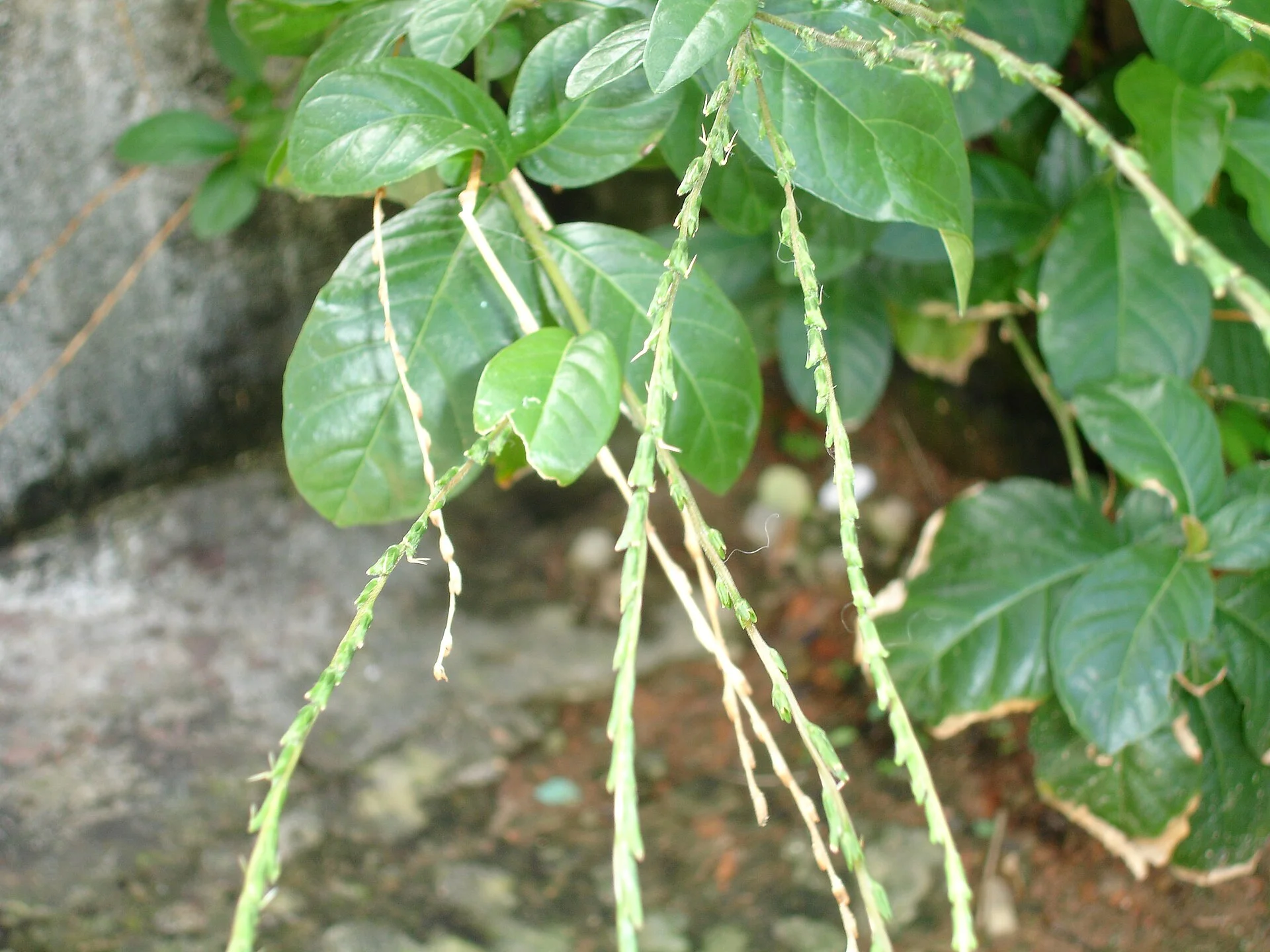 Petiveria