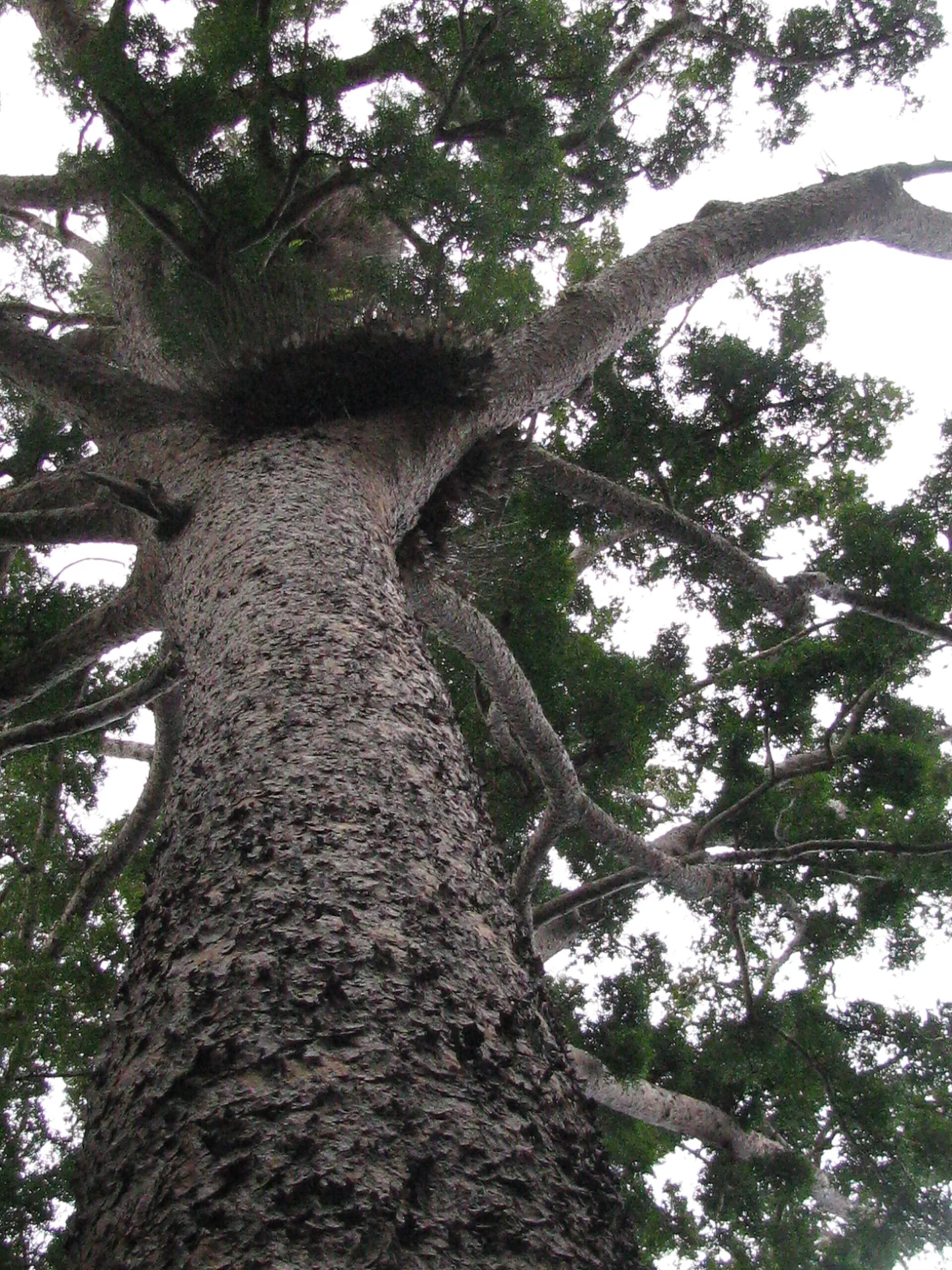 Agathis robusta subsp. robusta