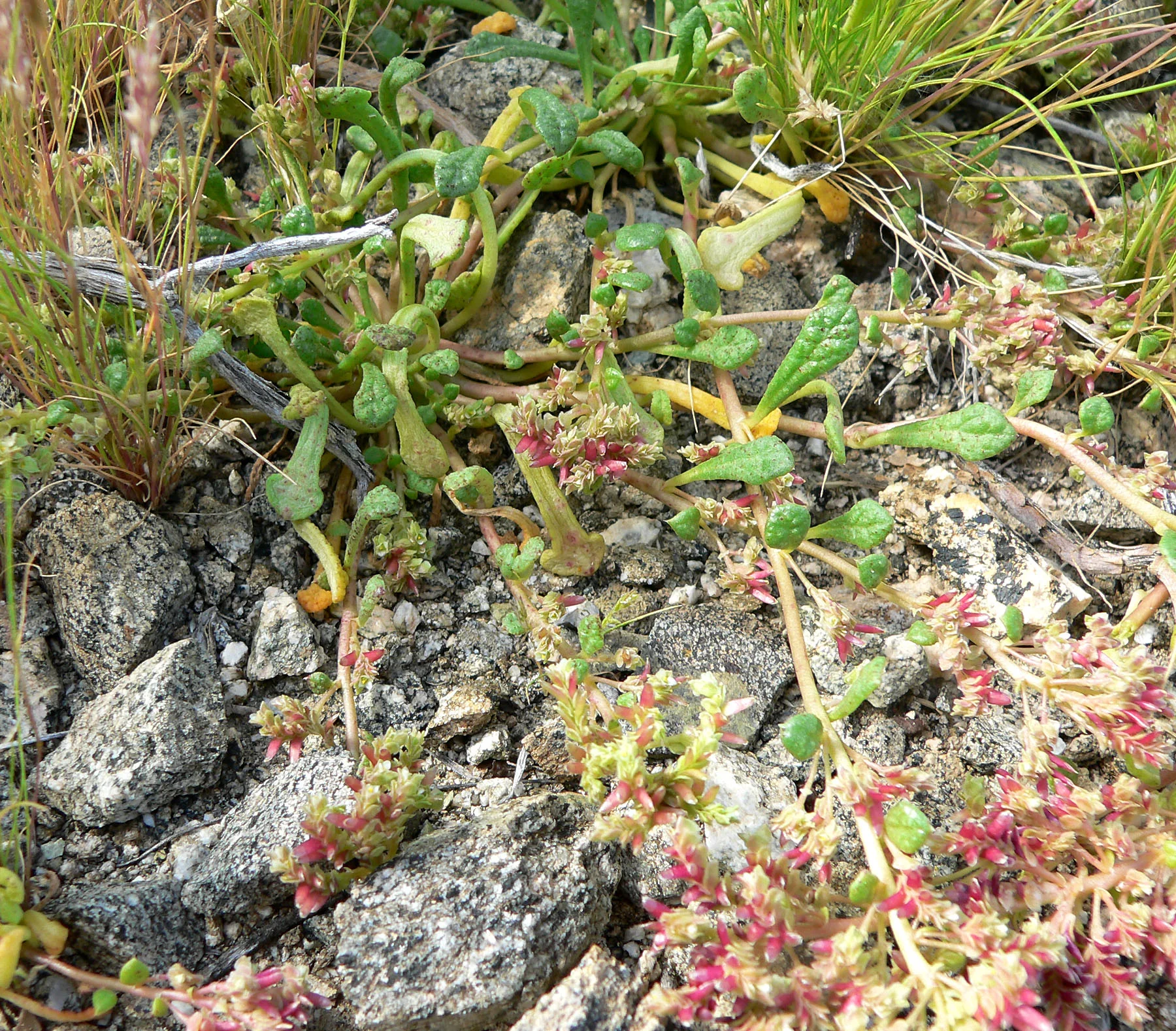 Calyptridium monandrum