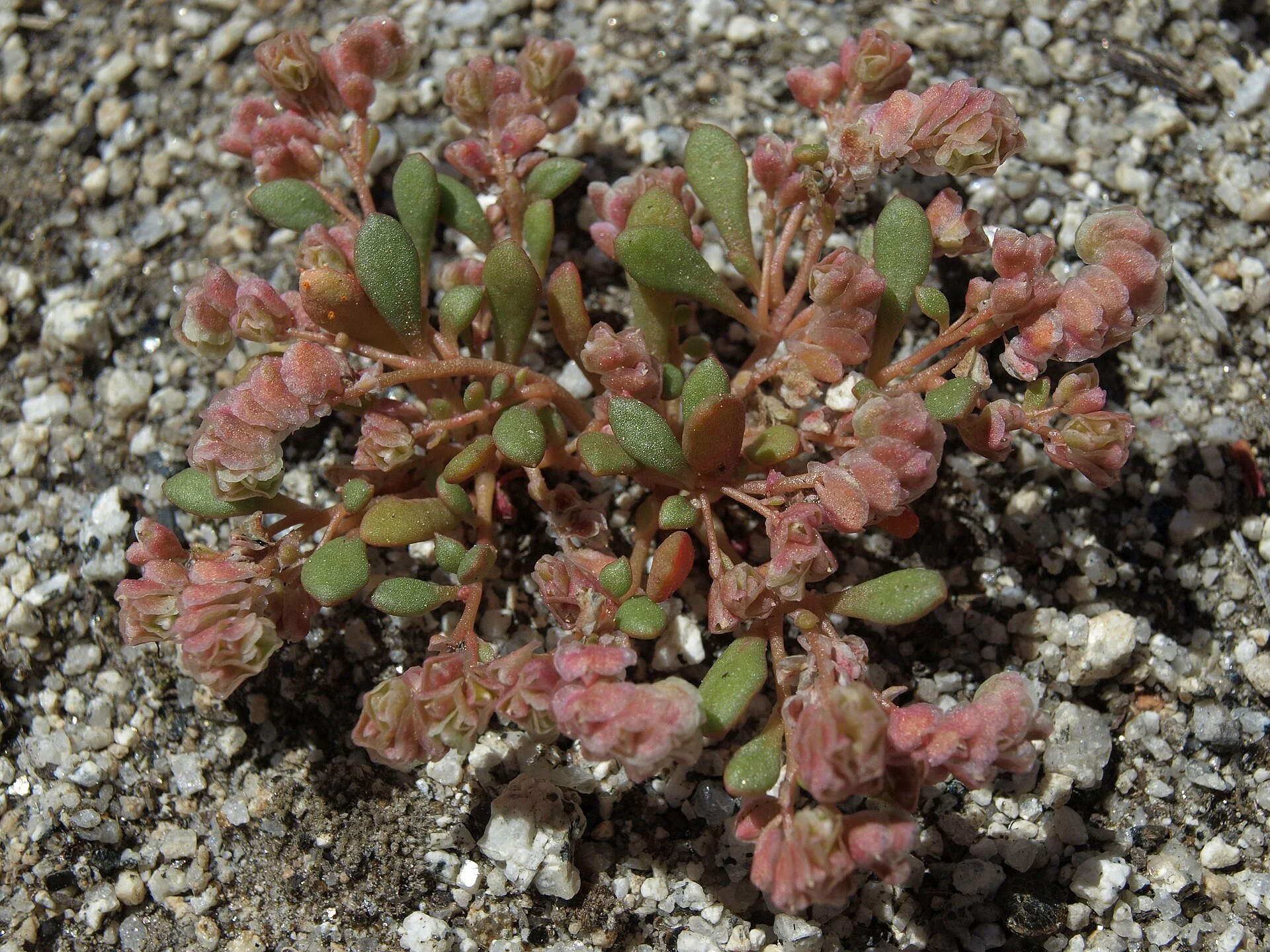 Calyptridium roseum