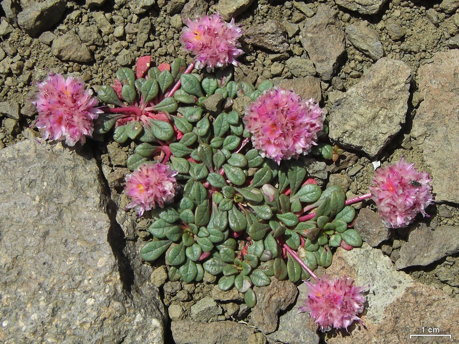 Calyptridium umbellatum