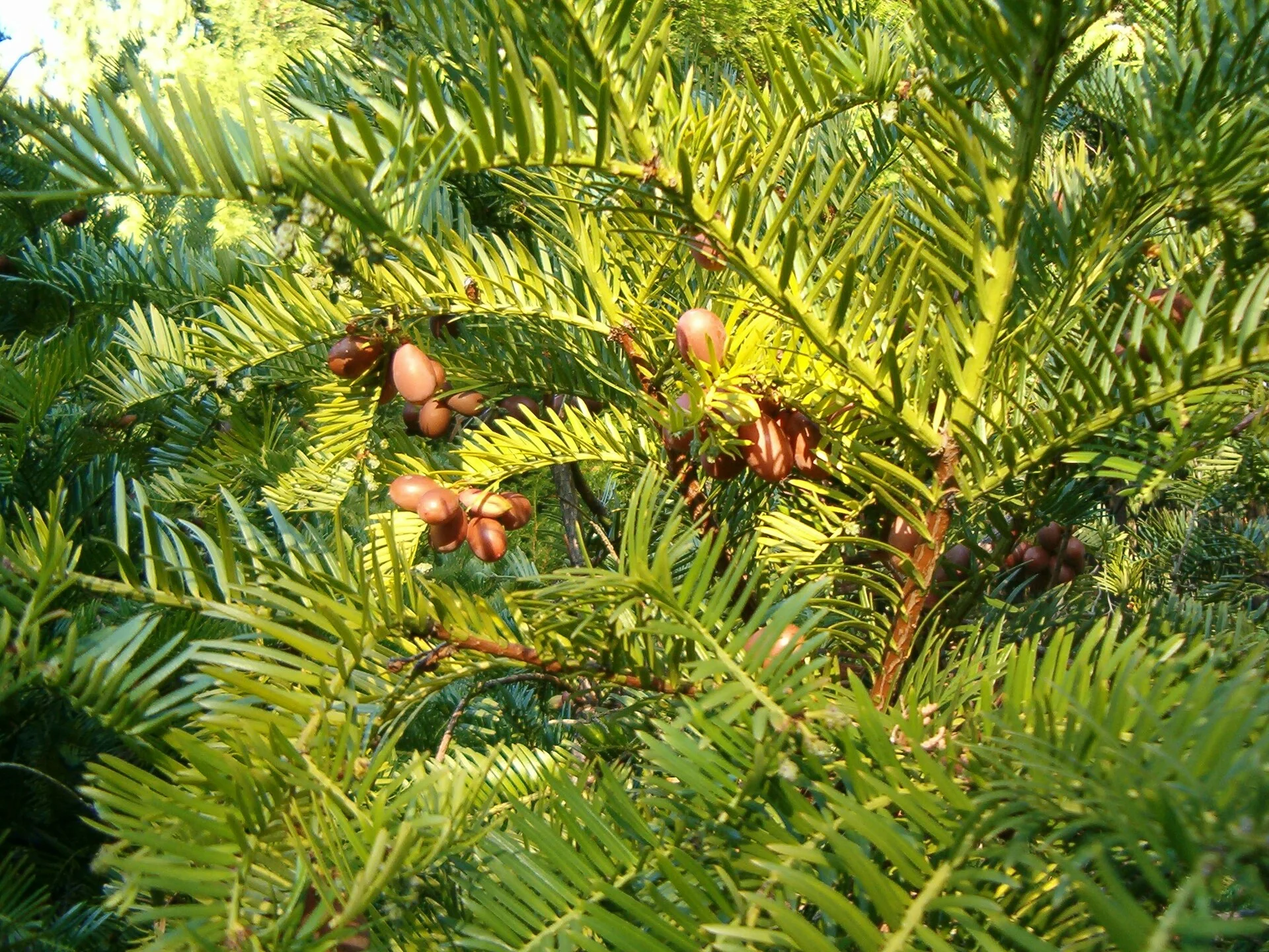 Cephalotaxus hainanensis