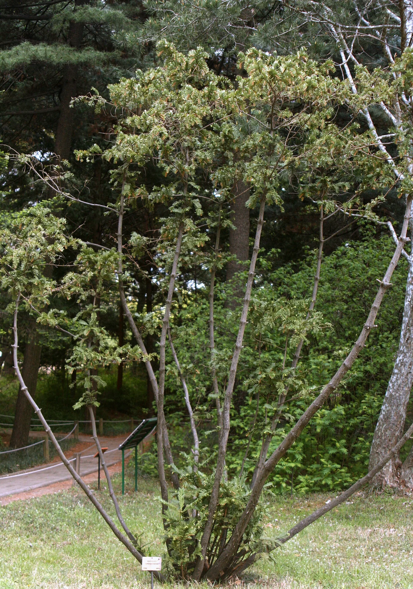 Cephalotaxus koreana