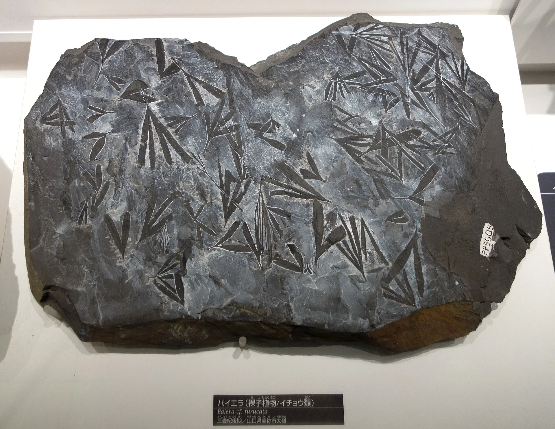 Baiera furcata
