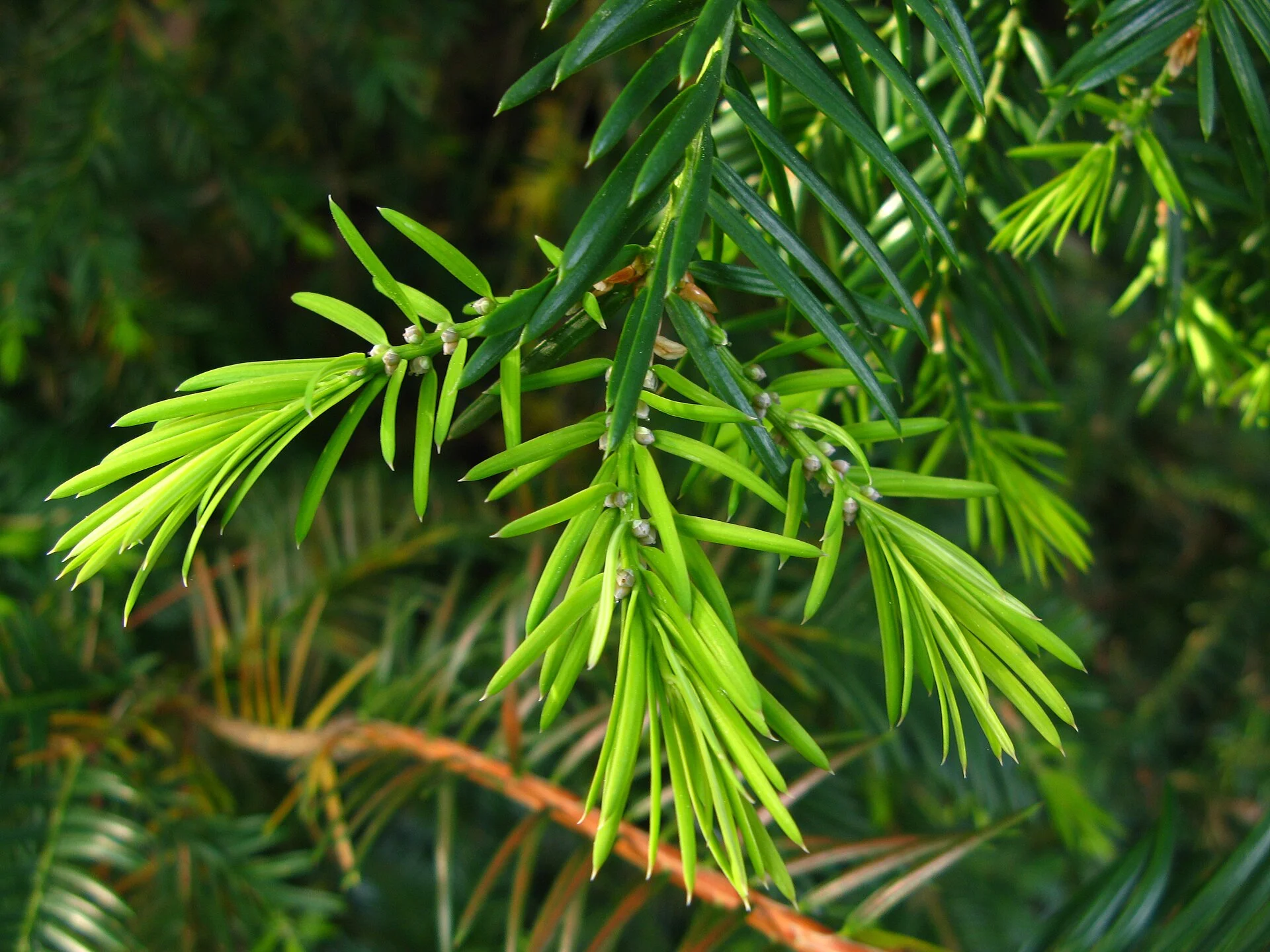 Torreya