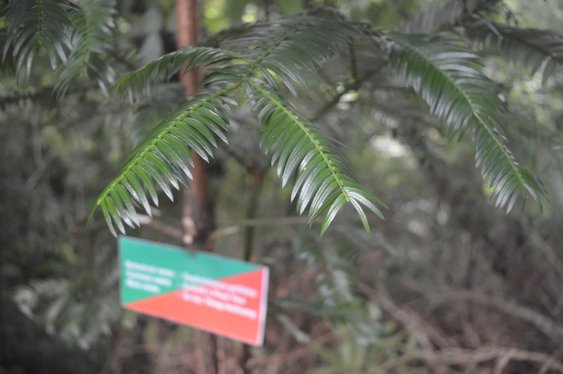Cephalotaxus griffithii
