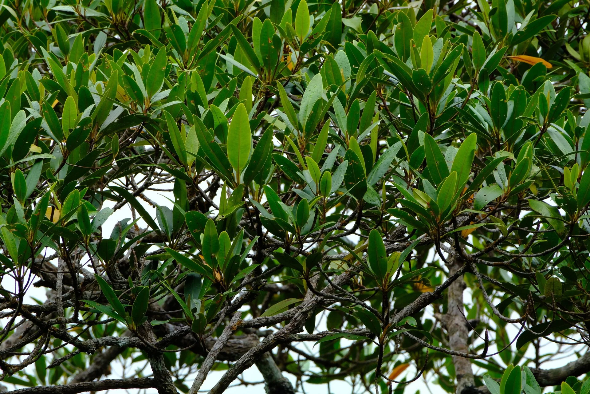Soulamea terminalioides