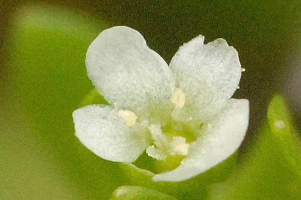 Neopaxia
