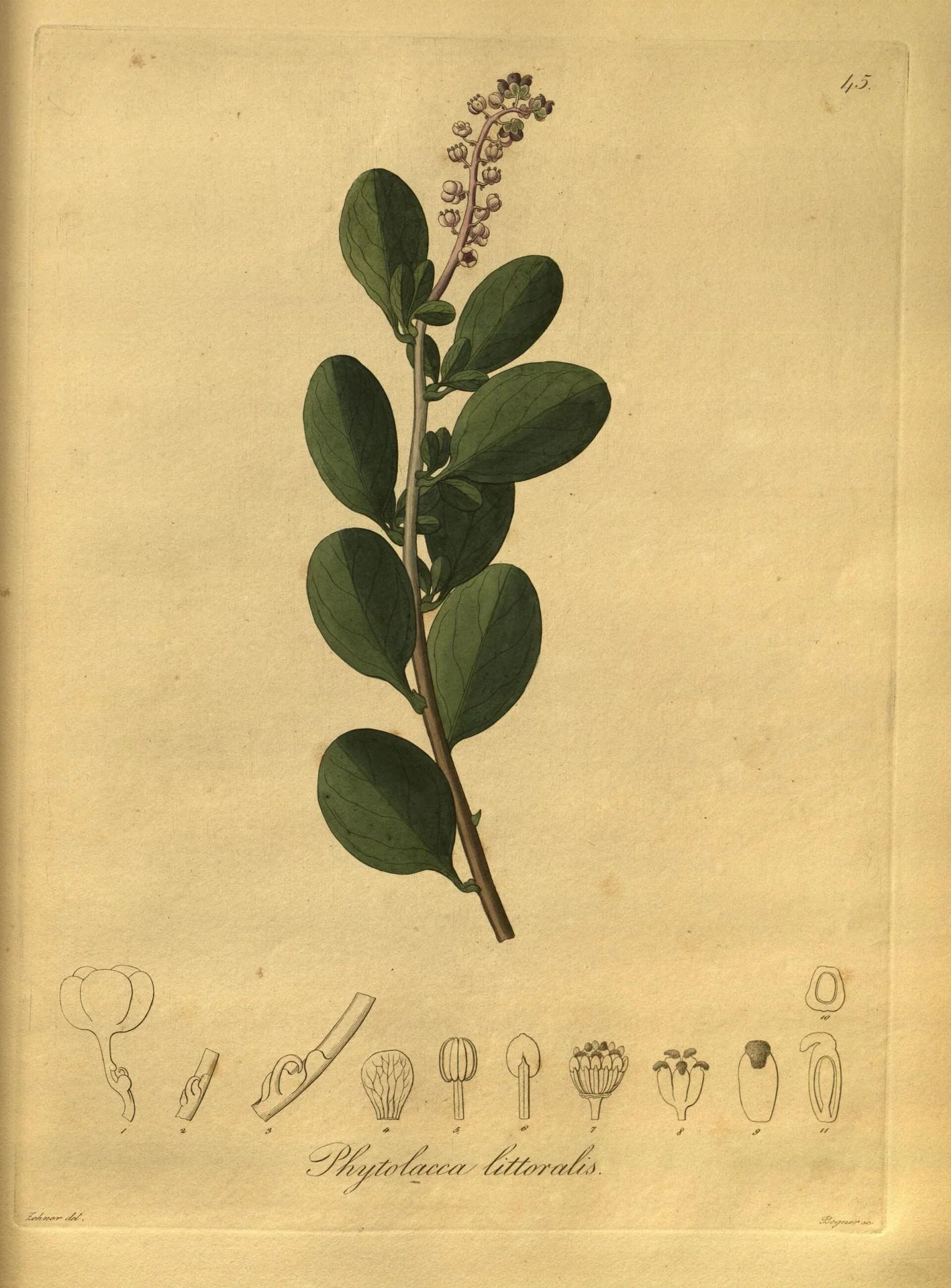 Anisomeria littoralis