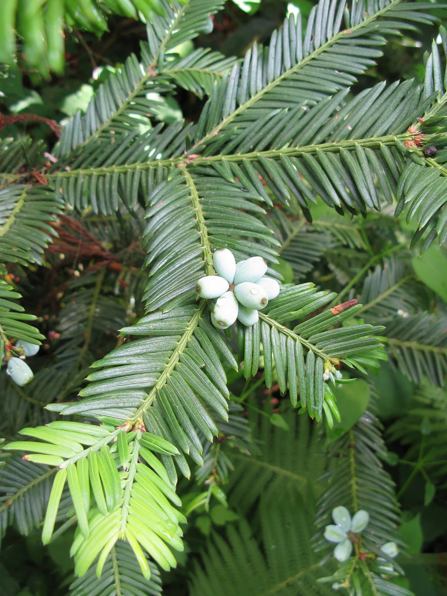 Cephalotaxus harringtonia