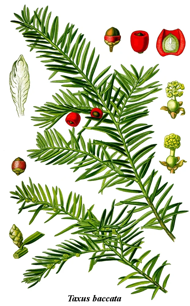Sommerxylon