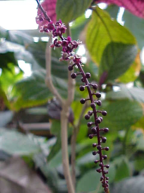 Trichostigma peruvianum
