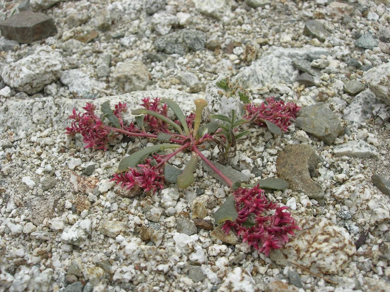 Calyptridium