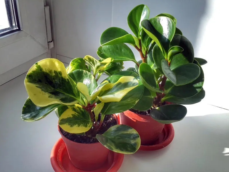Фото 9