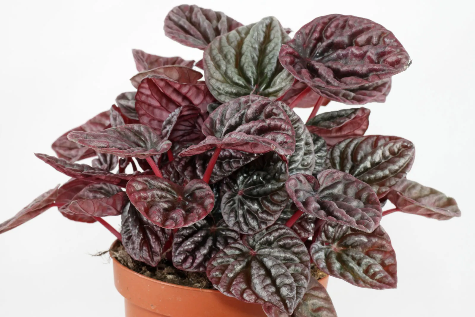 Фото 6