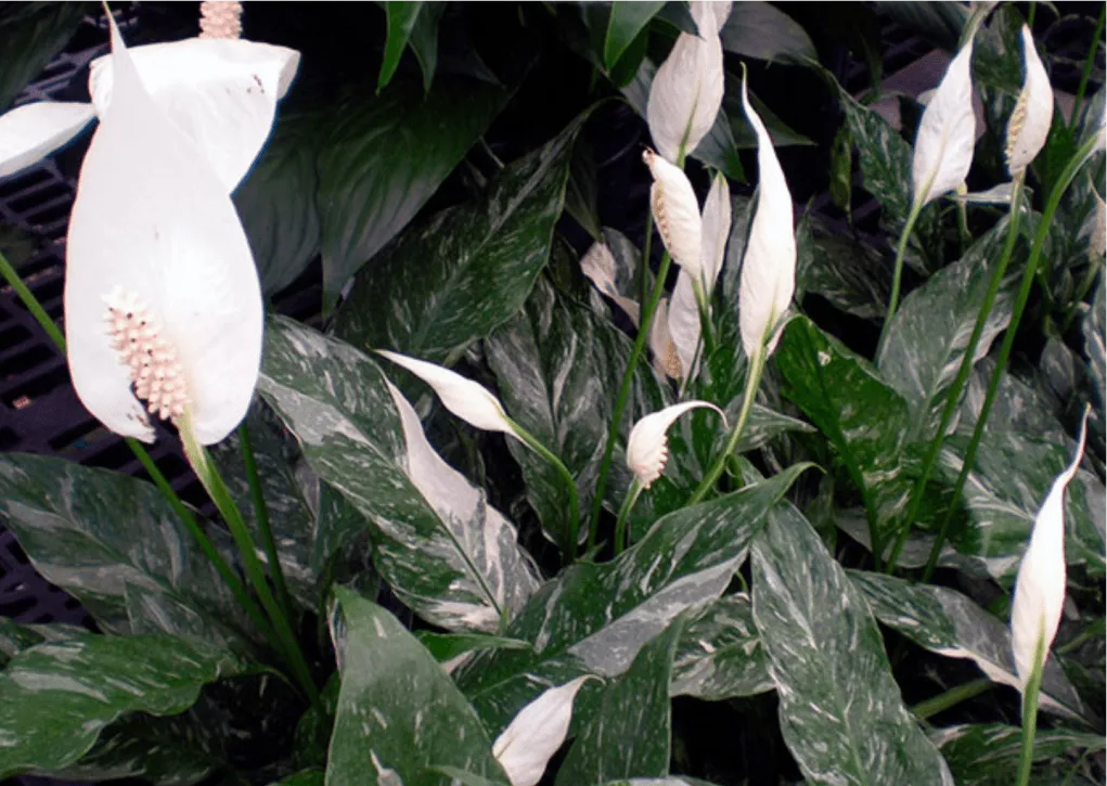 Фото 6