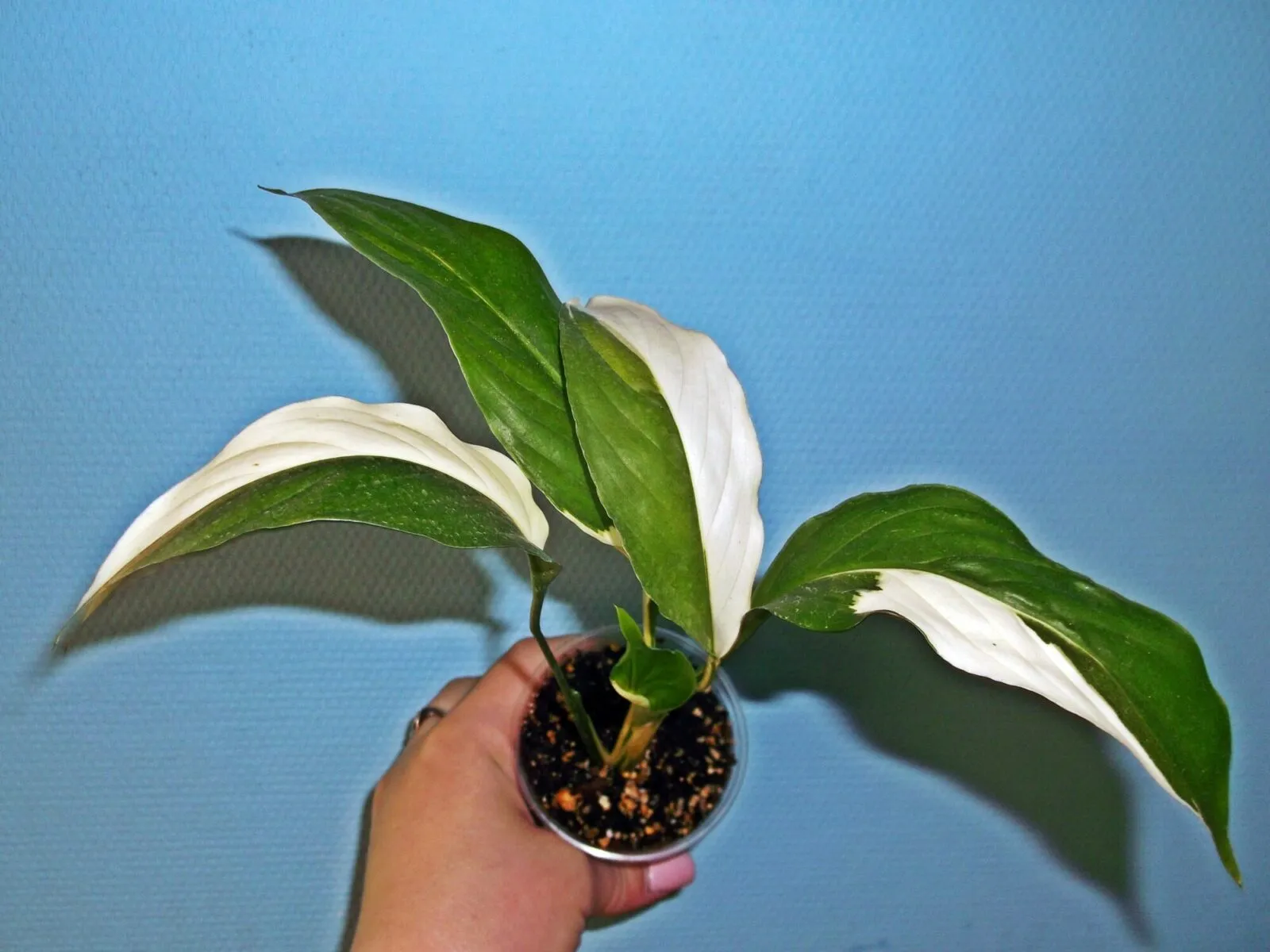 Фото 4