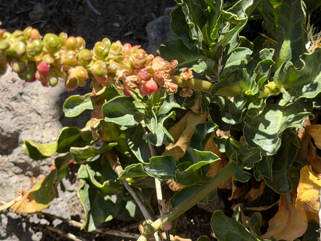Anisomeria coriacea